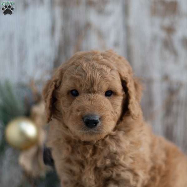 Gunther, Mini Goldendoodle Puppy